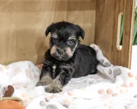 AKC Chief, a male Miniature Schnauzer for sale in Syracuse, IN – 1 of 4