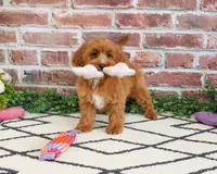 F1B Kelsie , a female Cavapoo for sale in Syracuse, IN – 4 of 10