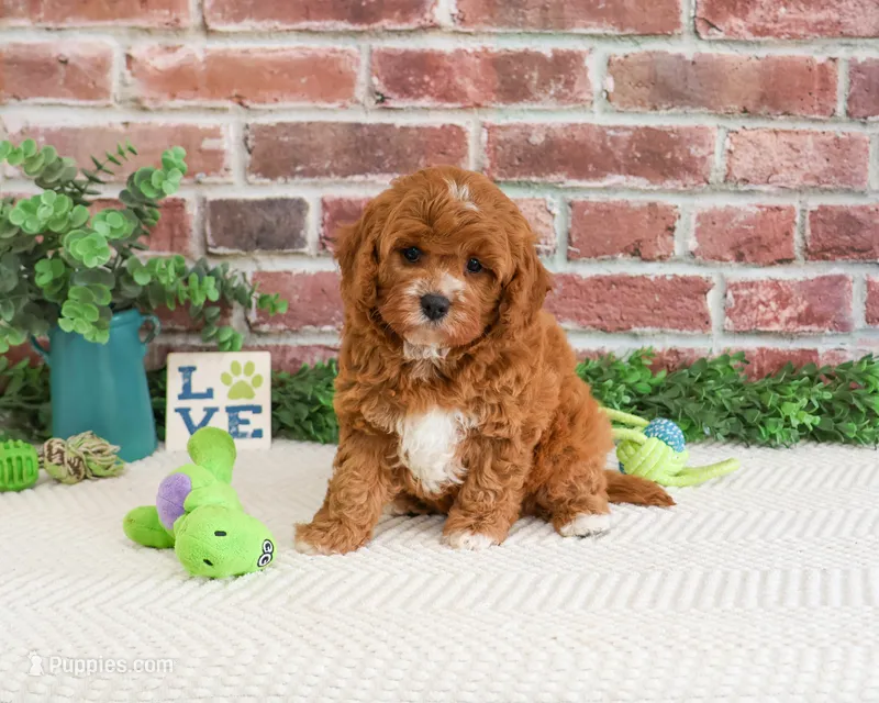 F1 Clover  – Cavapoo puppy for sale in Syracuse, IN