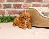 Daphne, a female Cavalier King Charles Spaniel for sale in Syracuse, IN – 3 of 5