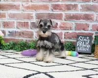 AKC Ava, a female Miniature Schnauzer for sale in Syracuse, IN – 5 of 5