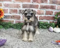 AKC Dior, a female Miniature Schnauzer for sale in Syracuse, IN – 2 of 10
