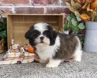 AKC Abel, a male Shih Tzu for sale in Syracuse, IN – 3 of 10