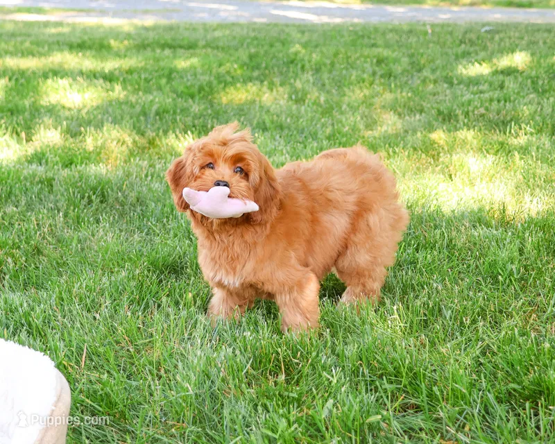 F1B Amore – Cavapoo puppy for sale in Syracuse, IN