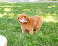 F1B Amore, a female Cavapoo for sale in Syracuse, IN – 1 of 10