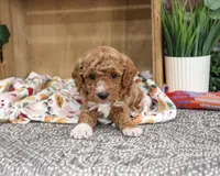 AKC Alaina, a female Poodle - Miniature  for sale in Syracuse, IN – 6 of 6