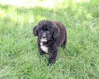 F1B Wrenly, a female Saint Berdoodle for sale in Syracuse, IN – 5 of 5