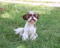 AKC Andre , a male Shih Tzu for sale in Syracuse, IN – 5 of 10