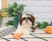 AKC Andre , a male Shih Tzu for sale in Syracuse, IN – 2 of 9