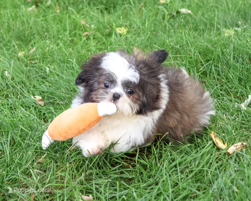 AKC Abel – Shih Tzu puppy for sale in Syracuse, IN