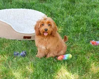 F1B Amore, a female Cavapoo for sale in Syracuse, IN – 2 of 10