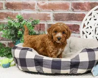 F1B Illius , a male Cavapoo for sale in Syracuse, IN – 3 of 8