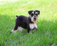 AKC Azriel, a male Miniature Schnauzer for sale in Syracuse, IN – 2 of 10