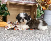 AKC Abel, a male Shih Tzu for sale in Syracuse, IN – 2 of 10