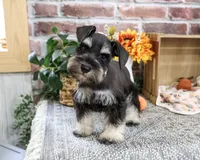 AKC Landon, a male Miniature Schnauzer for sale in Syracuse, IN – 6 of 10