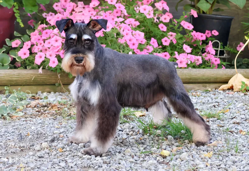 Penelope – Miniature Schnauzer puppy for sale in Syracuse, IN