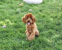 F1B Amore, a female Cavapoo for sale in Syracuse, IN – 5 of 10