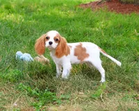 AKC Khalil, a male Cavalier King Charles Spaniel for sale in Syracuse, IN – 8 of 10