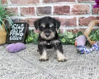 AKC Leah, a female Miniature Schnauzer for sale in Syracuse, IN – 3 of 6