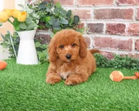 F1B Tortellini, a male Miniature Goldendoodle for sale in Syracuse, IN – Photo 3 of 9