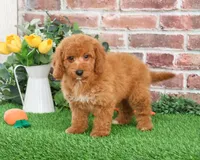 F1B Tortellini, a male Miniature Goldendoodle for sale in Syracuse, IN – Photo 1 of 9