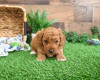 F1B Tortellini, a male Miniature Goldendoodle for sale in Syracuse, IN – Photo 7 of 9