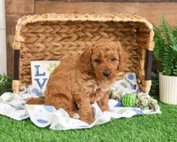 F1B Tortellini, a male Miniature Goldendoodle for sale in Syracuse, IN – Photo 6 of 9