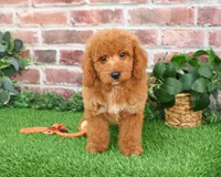 F1B Tortellini, a male Miniature Goldendoodle for sale in Syracuse, IN – Photo 4 of 9