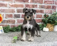 AKC Dawson, a male Miniature Schnauzer for sale in Syracuse, IN – 6 of 6