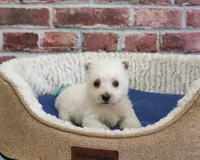 AKC Stefan, a male West Highland White Terrier for sale in Syracuse, IN – 5 of 5