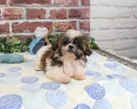AKC Sid , a male Shih Tzu for sale in Syracuse, IN – 5 of 5
