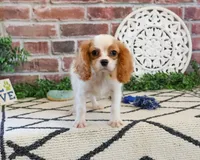 AKC Khalil , a male Cavalier King Charles Spaniel for sale in Syracuse, IN – 3 of 10
