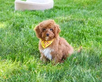 F1B Valentino , a male Cavapoo for sale in Syracuse, IN – 2 of 10