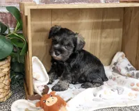 AKC Truman, a male Miniature Schnauzer for sale in Syracuse, IN – 2 of 5