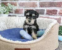 AKC Jeremy , a male Miniature Schnauzer for sale in Syracuse, IN – 3 of 5