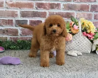 F1B Chanel, a female Cavapoo for sale in Syracuse, IN – 2 of 9