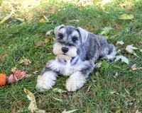 AKC Roosevelt, a male Miniature Schnauzer for sale in Syracuse, IN – 6 of 6