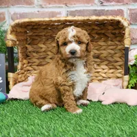 F1B Spaghetti, a female Miniature Goldendoodle for sale in Syracuse, IN – Photo 8 of 10