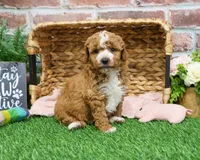 F1B Spaghetti, a female Miniature Goldendoodle for sale in Syracuse, IN – Photo 7 of 10