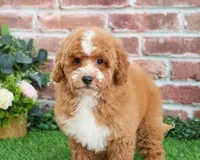 F1B Spaghetti, a female Miniature Goldendoodle for sale in Syracuse, IN – Photo 3 of 10