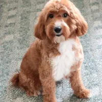 F1B Spaghetti, a female Miniature Goldendoodle for sale in Syracuse, IN – Photo 9 of 10