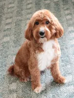 F1B Spaghetti, a female Miniature Goldendoodle for sale in Syracuse, IN – Photo 9 of 10
