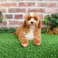 F1B Spaghetti, a female Miniature Goldendoodle for sale in Syracuse, IN – Photo 5 of 10