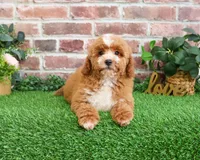 F1B Spaghetti, a female Miniature Goldendoodle for sale in Syracuse, IN – Photo 2 of 10