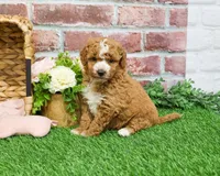 F1B Spaghetti, a female Miniature Goldendoodle for sale in Syracuse, IN – Photo 6 of 10
