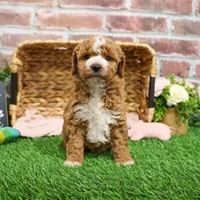 F1B Spaghetti, a female Miniature Goldendoodle for sale in Syracuse, IN – Photo 7 of 10