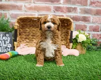 F1B Spaghetti, a female Miniature Goldendoodle for sale in Syracuse, IN – Photo 5 of 10