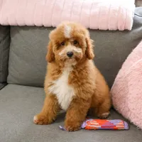 F1B Spaghetti, a female Miniature Goldendoodle for sale in Syracuse, IN – Photo 4 of 10