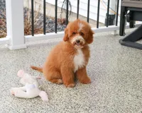 F1B Spaghetti, a female Miniature Goldendoodle for sale in Syracuse, IN – Photo 2 of 10