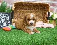 F1B Spaghetti, a female Miniature Goldendoodle for sale in Syracuse, IN – Photo 8 of 10